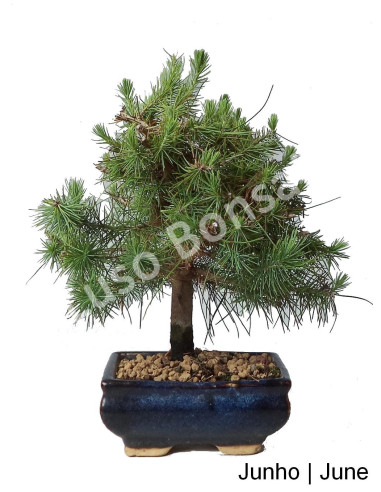 Luso Bonsai Silencio Pinheiro Halepensis Bonsai 7 años