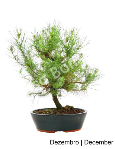 Luso Bonsai | Pinheiro Halepensis Bonsai 12 years