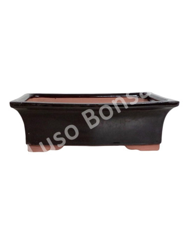 Luso Bonsai l Vaso de Bonsai