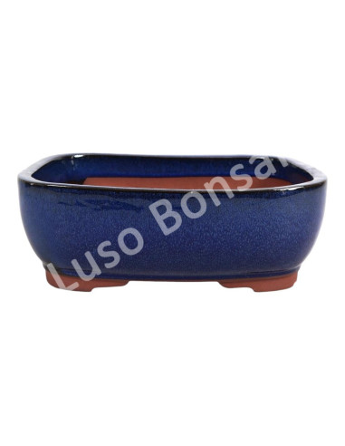 Luso Bonsai l Vaso de Bonsai