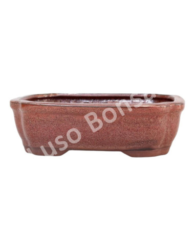 Luso Bonsai l Vaso de Bonsai