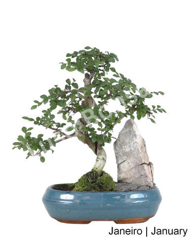 Luso Bonsai