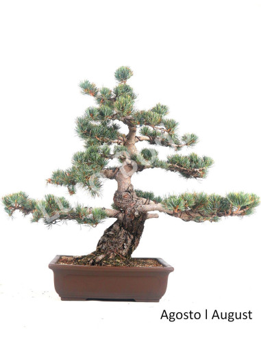 Luso Bonsai | Pinheiro Pentaphylla Bonsai 1970