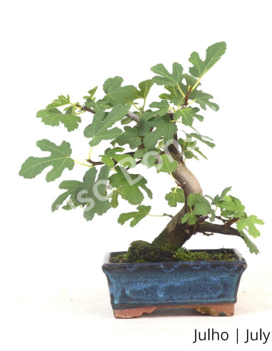 Luso Bonsai | Figueira Bonsai of 7 Years