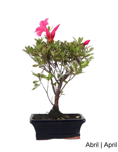 Luso Bonsai | Azálea Bonsai de 7 ans