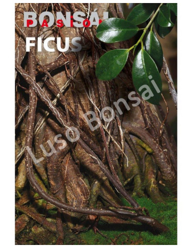 Luso Bonsai | Bonsai Passion - Ficus