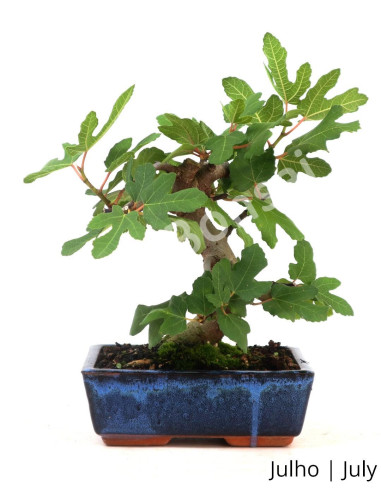 Luso Bonsai ← Figueira Bonsai de 9 años