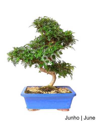 Luso Bonsai | Zanthoxylum Bonsai de 19 ans