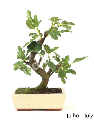 Luso Bonsai | Figueira Bonsai of 12 Years