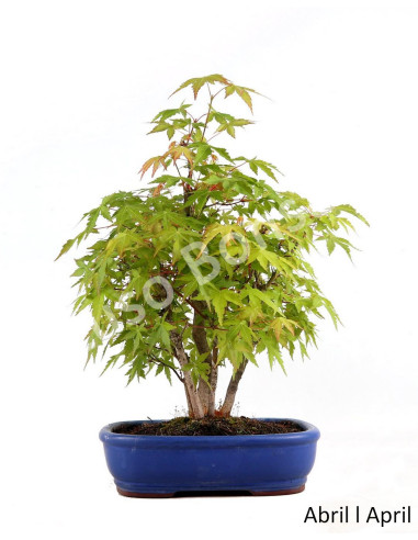 Luso Bonsai | Acer Palmatum Yamamomiji Bonsai de 19 Anos