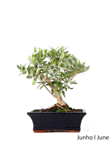 Luso Bonsai _ Oliveira Bonsai de 9 años