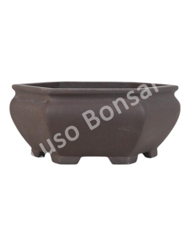 Luso Bonsai l Vase par Bonsai