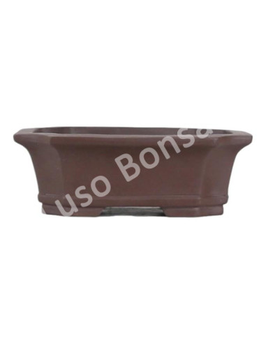 Luso Bonsai l Vaso de Bonsai