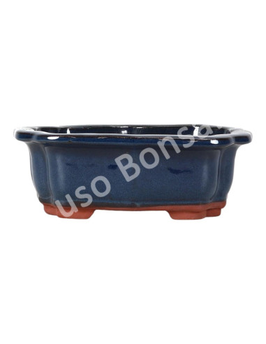 Luso Bonsai l Vaso de Bonsai