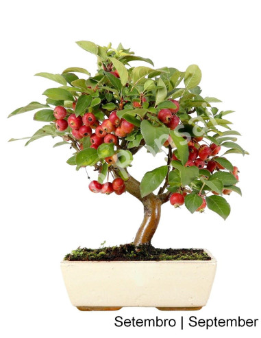 Luso Bonsai | Macieira "Everest" Bonsai de 12 Anos