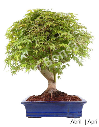 Luso Bonsai | Acer Palmatum SPP 35 Year Bonsai