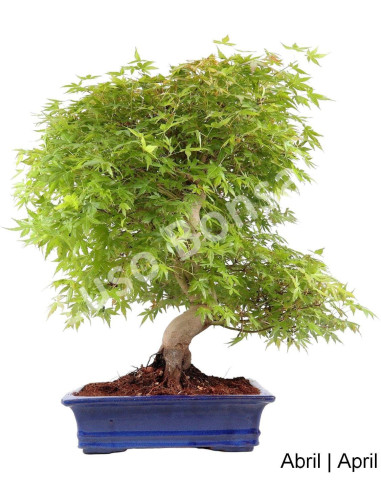 Luso Bonsai | Acer Palmatum SPP 35 Year Bonsai