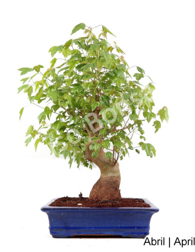 Luso Bonsai | Acer Tridente Bonsai de 35 Anos