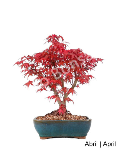 Luso Bonsai ← Acer Palmatum Deshojo Bonsai de 20 años