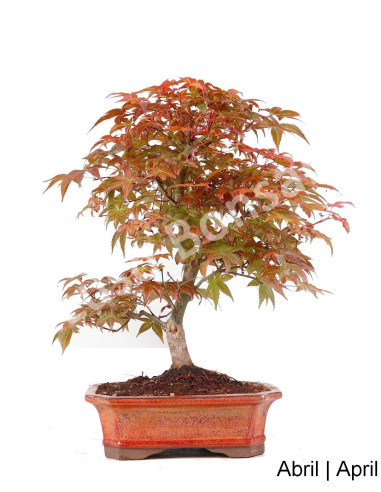 Luso Bonsai | Acer Palmatum Deshojo Bonsai of 29 Years