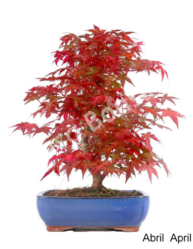 Luso Bonsai | Acer Palmatum Deshojo Bonsai de 30 ans