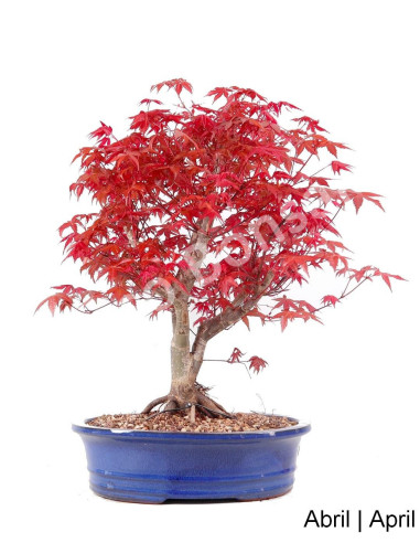 Luso Bonsai | Acer Palmatum Deshojo Bonsai de 31 ans