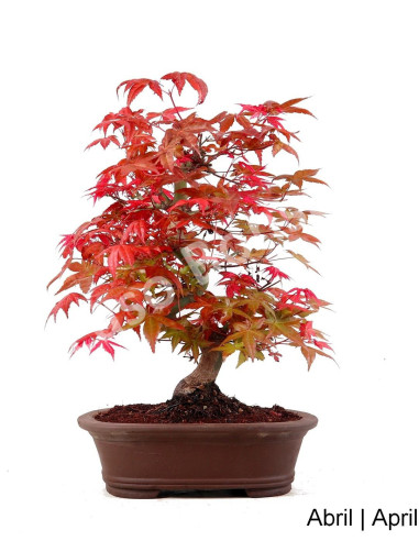 Luso Bonsai | Acer Palmatum Deshojo Bonsai de 32 Anos