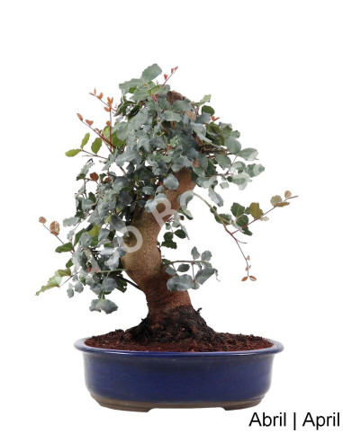 Luso Bonsai | Alfarrobeira Bonsai de 29 ans