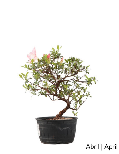 Luso Bonsai | Azálea Bonsai de 17 ans