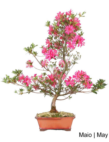 Luso Bonsai | Azalea Bonsai of 27 Years