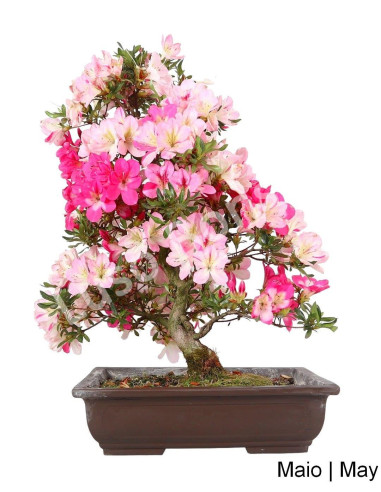 Luso Bonsai | Azálea Bonsai de 29 Anos