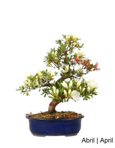 Luso Bonsai | Azálea Bonsai de 32 Anos