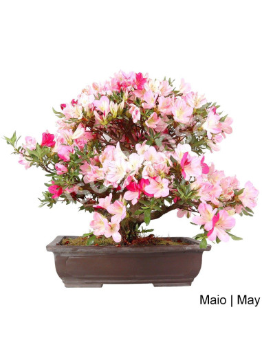 Luso Bonsai _ Azálea Bonsai de 30 años