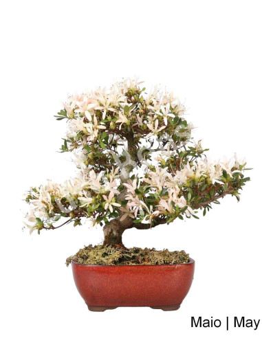 Luso Bonsai | Azálea Bonsai de 36 Anos