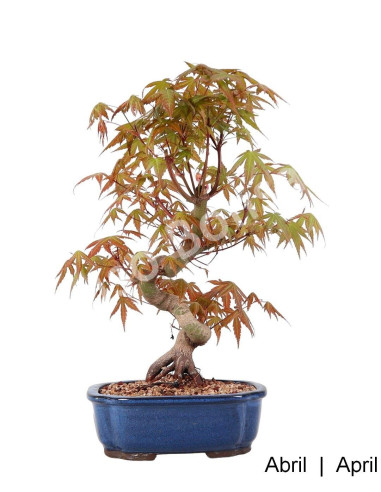 Luso Bonsai ← Acer Palmatum Yamamomiji Bonsai de 28 años