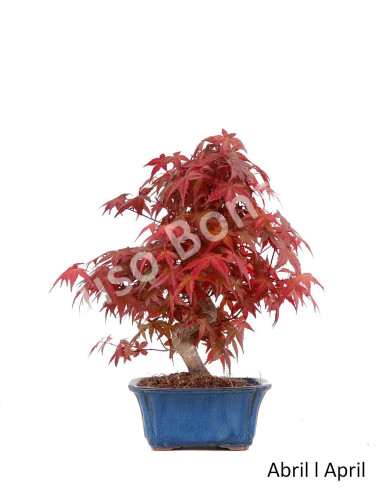 Luso Bonsai | Acer Palmatum Deshojo Bonsai de 27 Anos