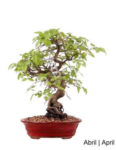 Luso Bonsai | Carpinus Bonsai de 27 anos