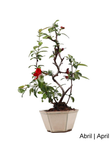 Luso Bonsai | Chaenomeles Spec. Rubra Bonsai of 13 Years