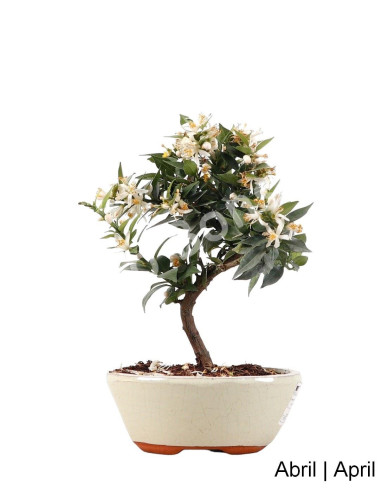 Luso Bonsai | Citrus Myrtifolia Bonsai de 10 anos