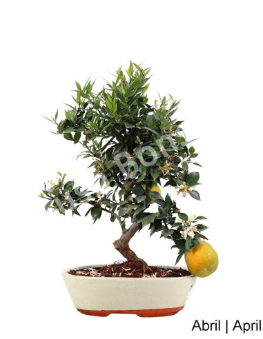 Luso Bonsai | Citrus Myrtifolia Bonsai de 19 anos