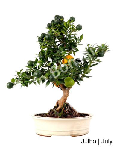 Luso Bonsai | Citrus Myrtifolia Bonsai de 32 anos