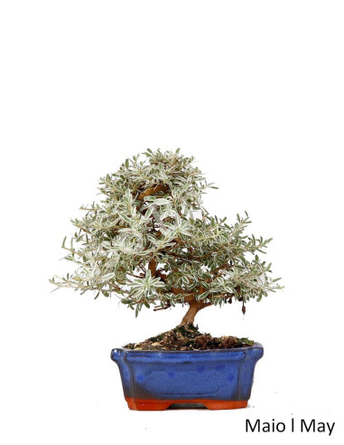 Luso Bonsai | Coprosma SPP Bonsai 2014