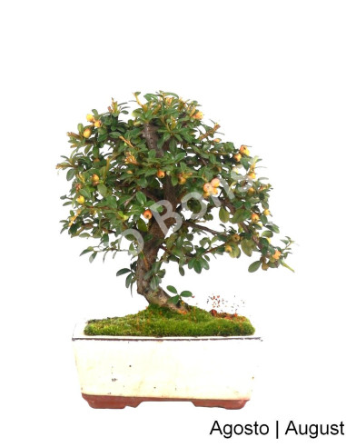 Luso Bonsai | Cotoneaster Coral Beauté Bonsai de 7 ans