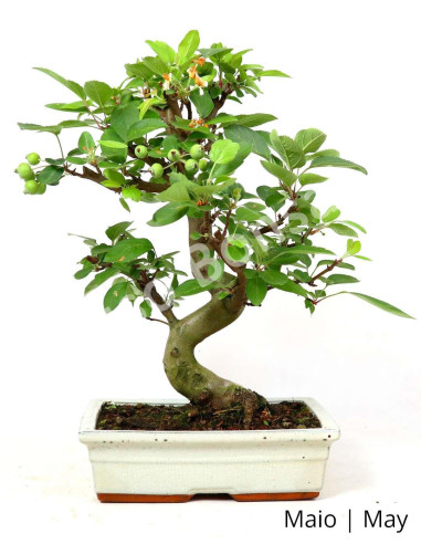 Luso Bonsai | Macieira "Everest" Bonsai 17 Years