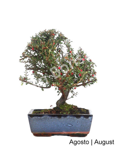 Luso Bonsai | Cotoneaster Microphyllus Bonsai de 9 ans