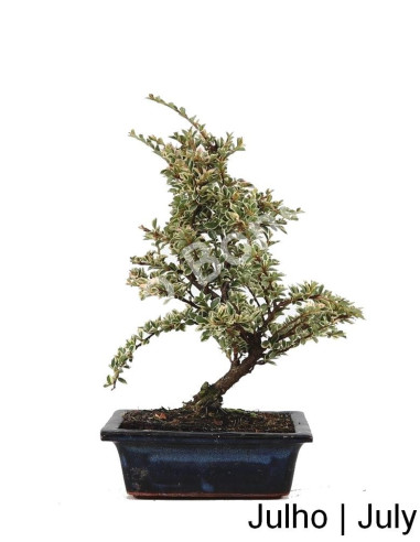 Luso Bonsai ← Cotoneaster Variegata Bonsai de 7 años