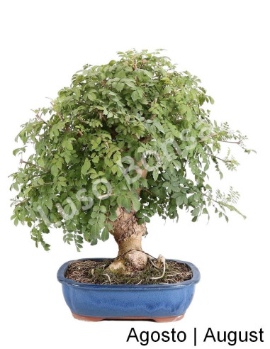 Luso Bonsai _ Fraxinus Bonsai de 34 años