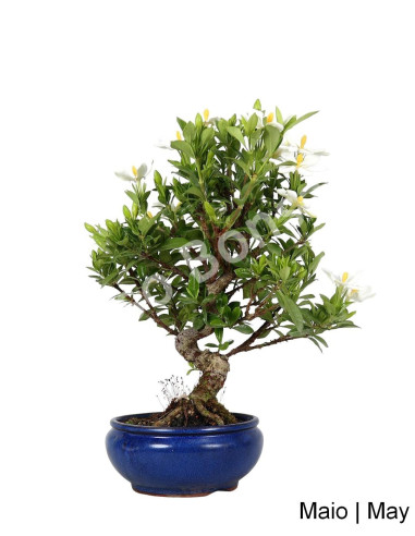 Luso Bonsai | Gardénia Bonsai of 24 years