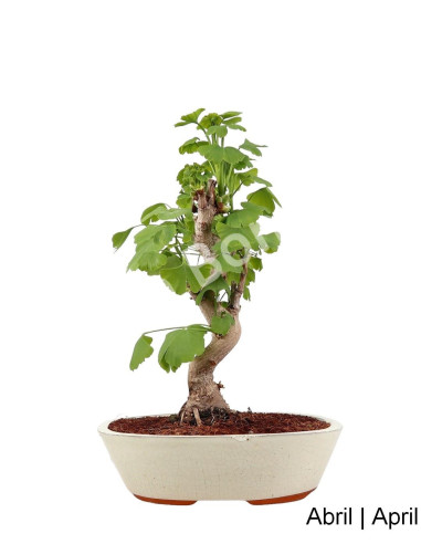 Luso Bonsai | Gingko Biloba Bonsai of 19 Years