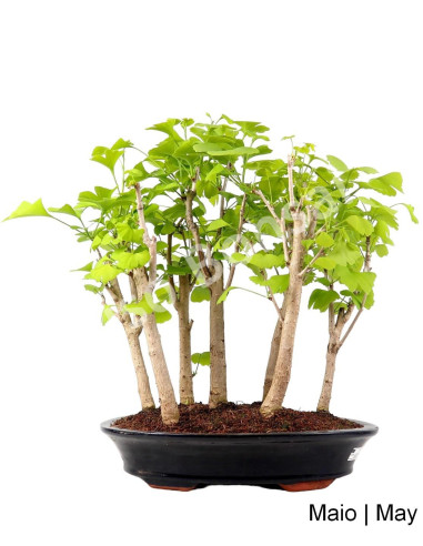 Luso Bonsai ← Gingko Biloba Bonsai de 21 años